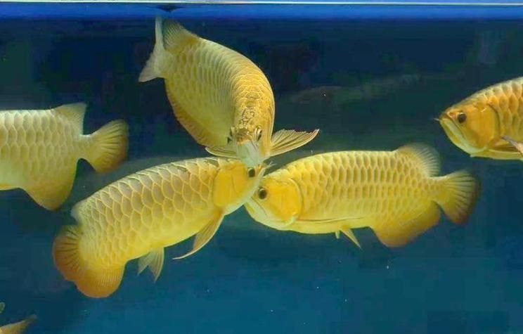金龍魚燈光最佳擺放位置,金龍魚燈光的擺放位置對于其生長和健康至關重要 龍魚百科 第13張 金龍魚燈光最佳擺放位置,金龍魚燈光的擺放位置對于其生長和健康至關重要 金龍魚燈光最佳擺放位置,金龍魚燈光的擺放位置對于其生長和健康至關重要 龍魚百科 第13張