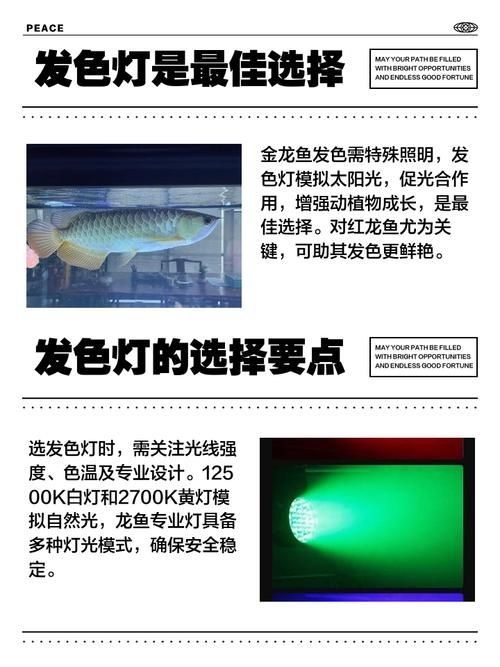 金龍魚燈光最佳擺放位置,金龍魚燈光的擺放位置對于其生長和健康至關重要 龍魚百科 第5張 金龍魚燈光最佳擺放位置,金龍魚燈光的擺放位置對于其生長和健康至關重要 金龍魚燈光最佳擺放位置,金龍魚燈光的擺放位置對于其生長和健康至關重要 龍魚百科 第5張