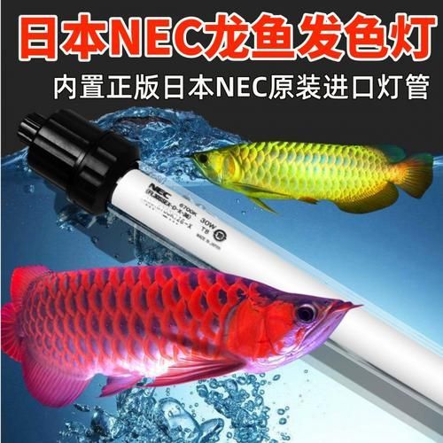 詳細閱讀:nec龍魚燈哪個型號最好 nec龍魚燈哪個型號最好