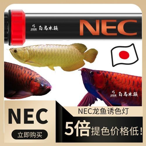 nec龍魚燈哪個型號最好