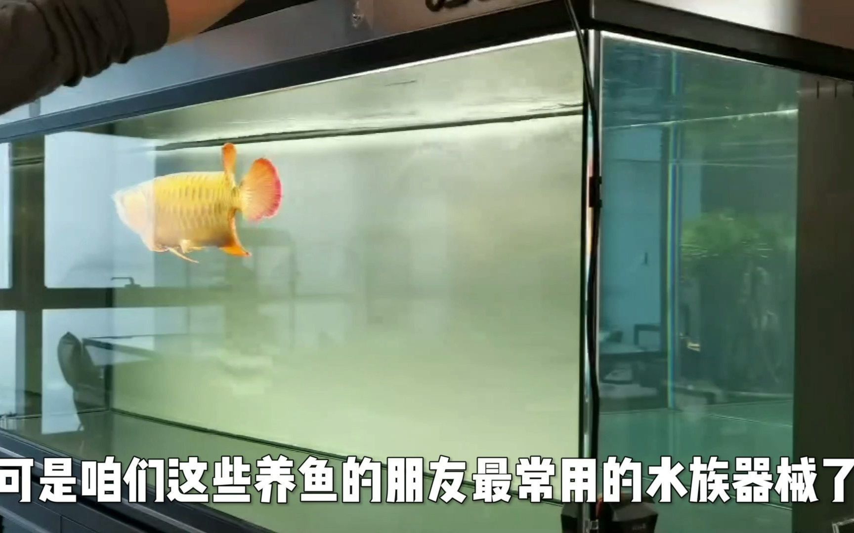 養龍魚需要用什么類型的燈？，養龍魚需要用什么類型的燈具？ 養龍魚需要用什么類型的燈？，養龍魚需要用什么類型的燈具？ 龍魚百科 第1張