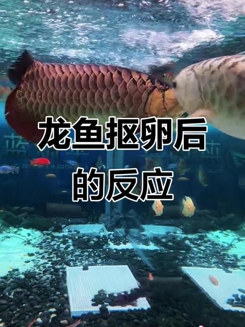 如何預防龍魚憋卵？，關于龍魚憋卵的一些建議