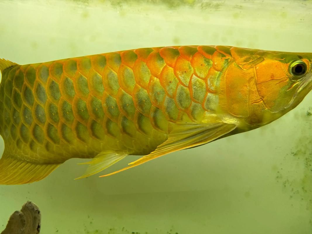 如何判斷龍魚燈的色溫是否合適，如何判斷龍魚燈色溫是否合適 如何判斷龍魚燈的色溫是否合適，如何判斷龍魚燈色溫是否合適 龍魚百科 第5張