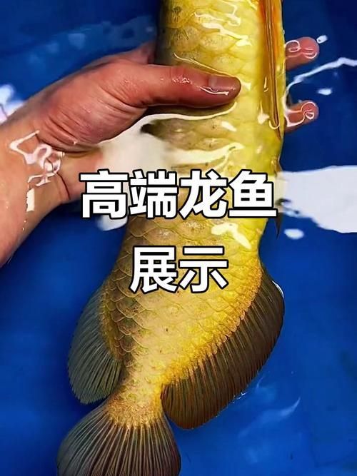 如何判斷龍魚燈的色溫是否合適，如何判斷龍魚燈色溫是否合適 如何判斷龍魚燈的色溫是否合適，如何判斷龍魚燈色溫是否合適 龍魚百科 第9張