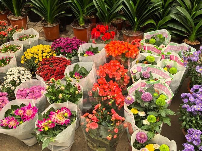 濟南哪里可以買到紅龍魚？，濟南哪里可以買到紅龍魚 濟南哪里可以買到紅龍魚？，濟南哪里可以買到紅龍魚 龍魚百科 第11張