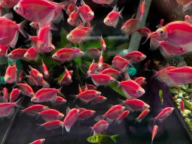 濟南哪里可以買到紅龍魚？，濟南哪里可以買到紅龍魚 濟南哪里可以買到紅龍魚？，濟南哪里可以買到紅龍魚 龍魚百科 第10張