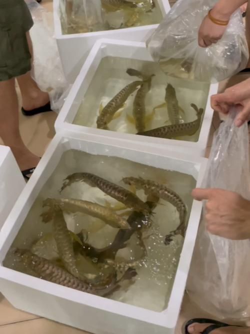 濟南哪里可以買到紅龍魚？，濟南哪里可以買到紅龍魚 濟南哪里可以買到紅龍魚？，濟南哪里可以買到紅龍魚 龍魚百科 第5張