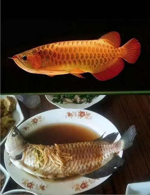 如何烹飪大金龍魚使其更美味？，大金龍魚（羅非魚或羅非魚（scleropagesformosus）
