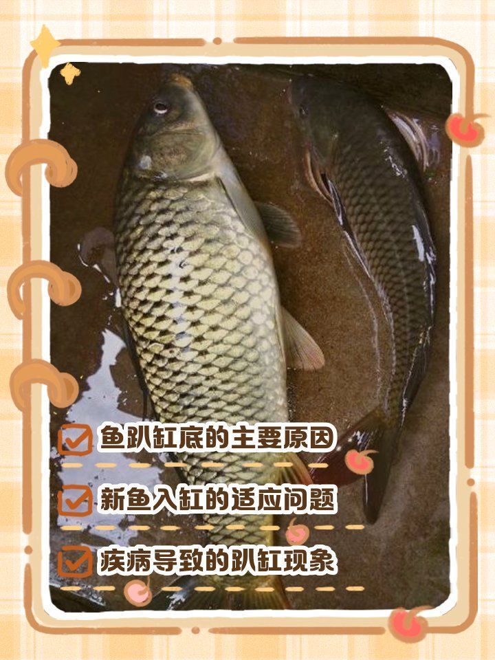 錦鯉扎堆趴缸多久會死，《錦鯉趴缸底的真相手冊魚趣暹羅斗魚,魚趴缸底的真相手冊》 錦鯉扎堆趴缸多久會死，《錦鯉趴缸底的真相手冊魚趣暹羅斗魚,魚趴缸底的真相手冊》 龍魚百科 第2張