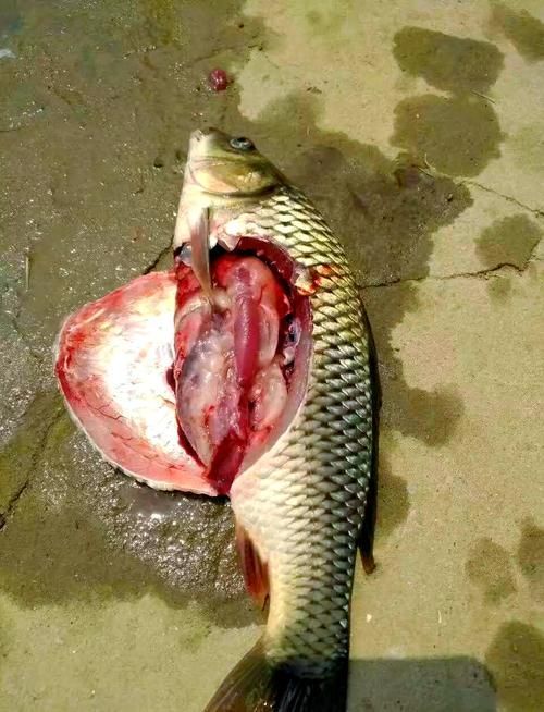 如何預防魚充血，如何科學預防魚充血