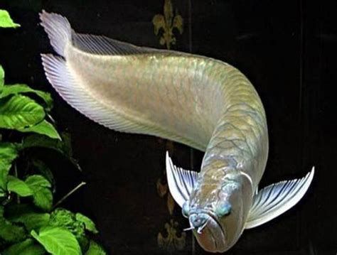 詳細(xì)閱讀:龍魚(yú)白白后還會(huì)變黑嗎?,白色龍魚(yú)是否會(huì)變黑 龍魚(yú)白白后還會(huì)變黑嗎?,白色龍魚(yú)是否會(huì)變黑