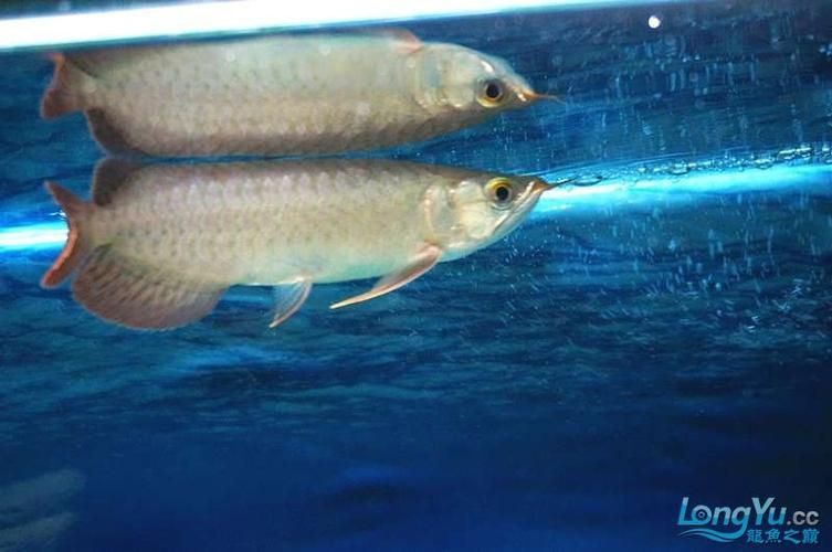 詳細閱讀:給我一些紅龍魚的幼魚圖片,精選紅龍魚幼魚圖片 給我一些紅龍魚的幼魚圖片,精選紅龍魚幼魚圖片