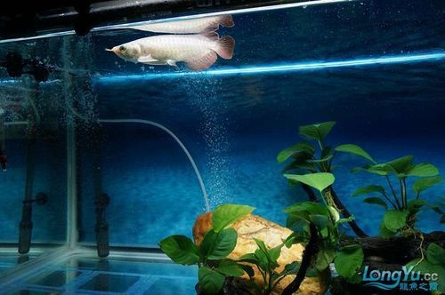 給我一些紅龍魚的幼魚圖片，精選紅龍魚幼魚圖片 給我一些紅龍魚的幼魚圖片，精選紅龍魚幼魚圖片 龍魚百科 第4張