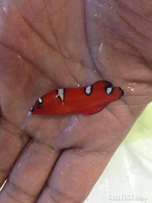 給我一些紅龍魚的幼魚圖片，精選紅龍魚幼魚圖片 給我一些紅龍魚的幼魚圖片，精選紅龍魚幼魚圖片 龍魚百科 第6張