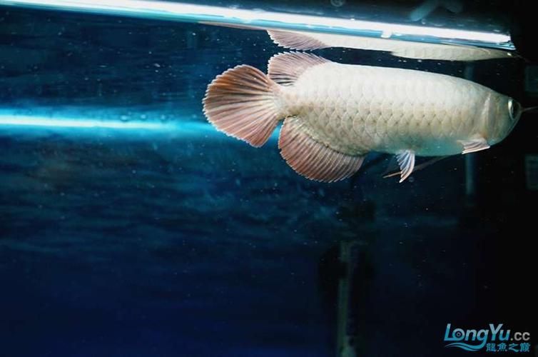 給我一些紅龍魚的幼魚圖片，精選紅龍魚幼魚圖片 給我一些紅龍魚的幼魚圖片，精選紅龍魚幼魚圖片 龍魚百科 第5張