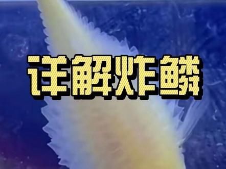 如何判斷魚是否患有炸鱗病，如何判斷魚是否患有炸鱗?。ㄓ址Q豎鱗病、松鱗病、松鱗?。?></span>01:04魚炸鱗怎么回事嗶哩嗶哩展開<h3>二、行為變化</h3><ul><li id=