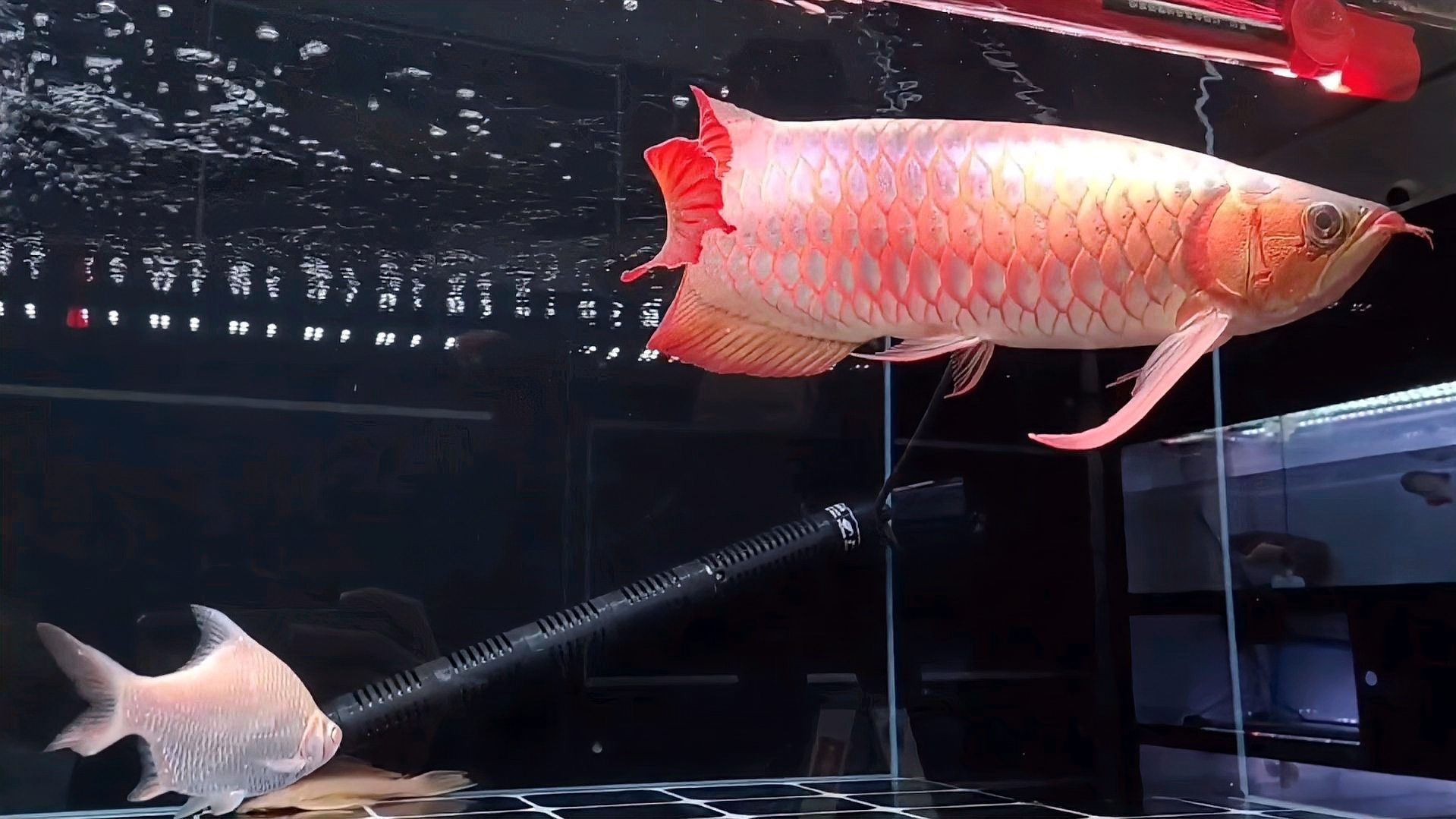 龍魚跳缸蒙眼最簡單解決辦法，龍魚跳缸和蒙眼是飼養(yǎng)過程中最常見的兩大問題，最簡單解決辦法