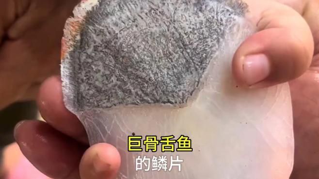 巨骨舌魚的魚鱗有什么作用？，巨骨舌魚的魚鱗具有多種作用，可以保護(hù)巨骨舌魚免受外界傷害