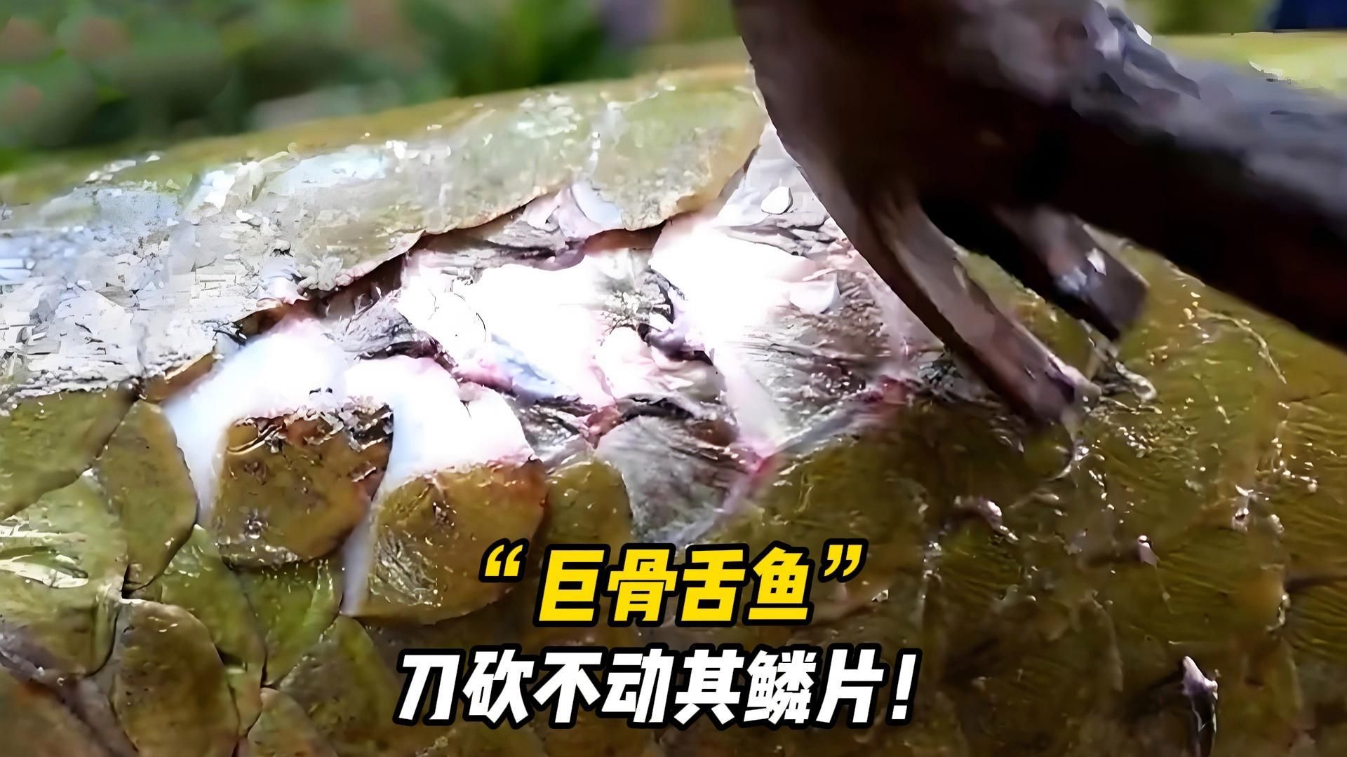 巨骨舌魚的魚鱗有什么作用？，巨骨舌魚的魚鱗具有多種作用，可以保護(hù)巨骨舌魚免受外界傷害