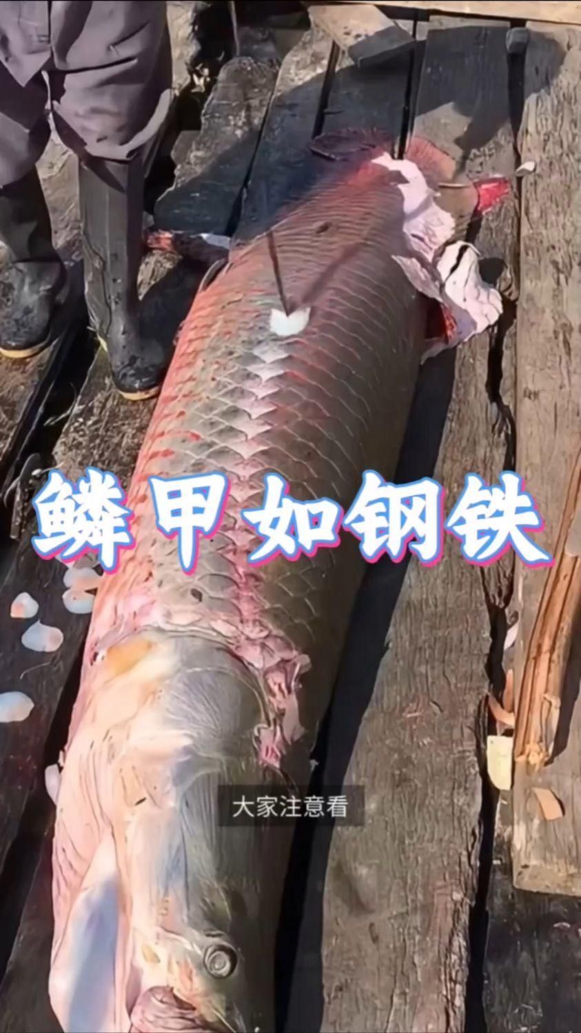 巨骨舌魚的魚鱗有什么作用？，巨骨舌魚的魚鱗具有多種作用，可以保護(hù)巨骨舌魚免受外界傷害
