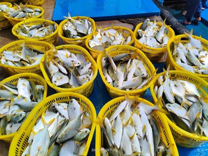 黃鰭鯧魚有哪些養殖技巧，黃鰭鯧魚養殖技巧