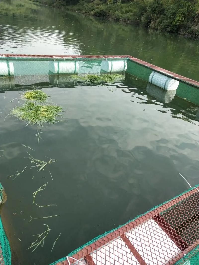 黃鰭鯧魚有哪些養殖技巧，黃鰭鯧魚養殖技巧