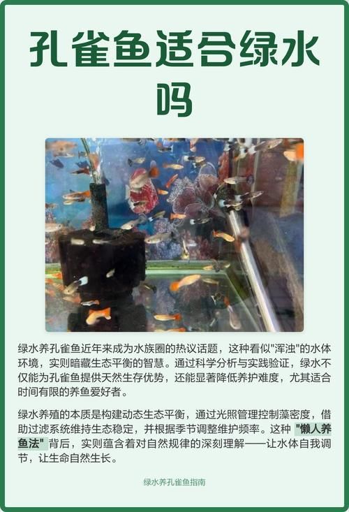 如何預(yù)防孔雀魚發(fā)白腐爛，如何平衡，孔雀魚需定期修剪，防腐爛