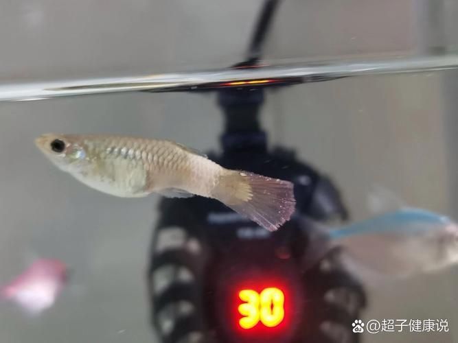 詳細閱讀:如何預防孔雀魚發白腐爛,如何平衡,孔雀魚需定期修剪,防腐爛 如何預防孔雀魚發白腐爛,如何平衡,孔雀魚需定期修剪,防腐爛