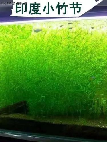 如何預(yù)防孔雀魚發(fā)白腐爛，如何平衡，孔雀魚需定期修剪，防腐爛