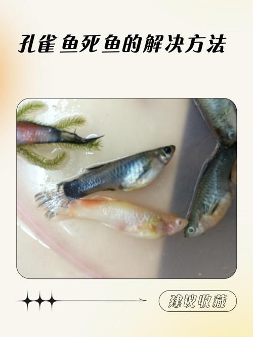 如何預(yù)防孔雀魚發(fā)白腐爛，如何平衡，孔雀魚需定期修剪，防腐爛