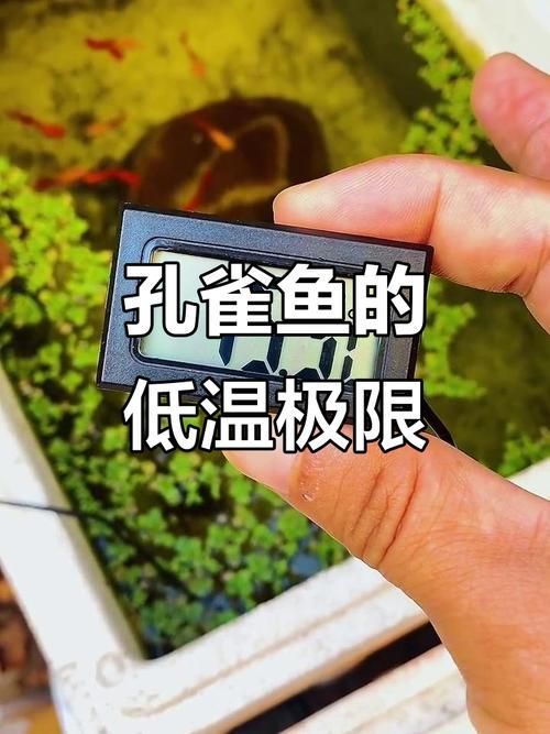 如何預(yù)防孔雀魚發(fā)白腐爛，如何平衡，孔雀魚需定期修剪，防腐爛