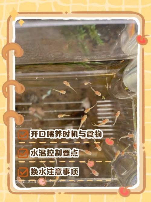 如何預(yù)防孔雀魚發(fā)白腐爛，如何平衡，孔雀魚需定期修剪，防腐爛