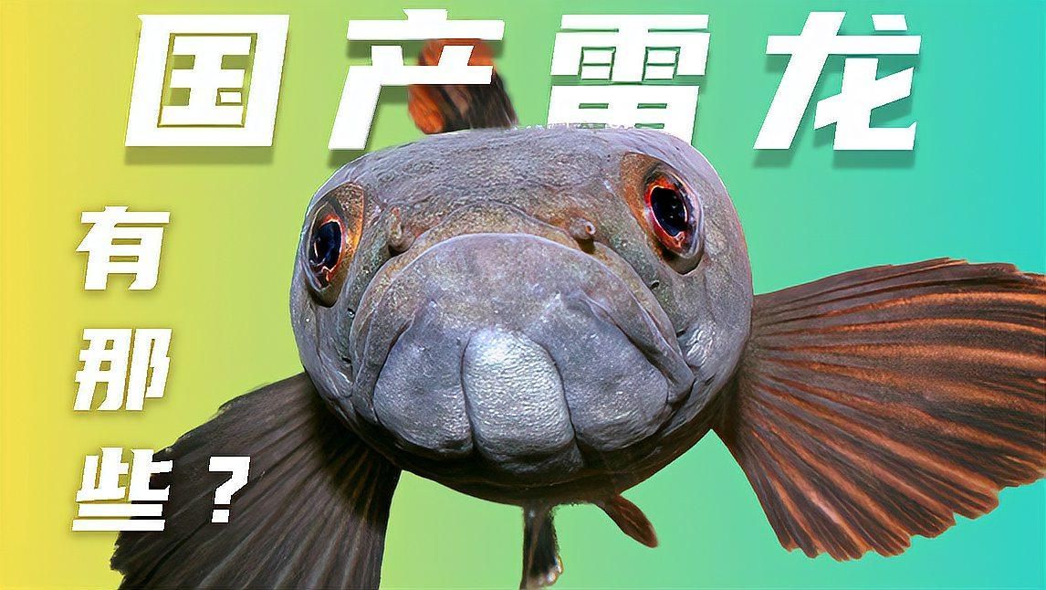 有哪些品種的雷龍魚是安全的 有哪些品種的雷龍魚是安全的 龍魚百科 第2張