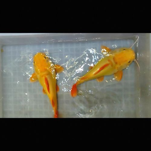 詳細閱讀:招財貓魚的市場價格是多少,招財貓魚市場價格是多少招財貓魚市場價格是多少 招財貓魚的市場價格是多少,招財貓魚市場價格是多少招財貓魚市場價格是多少