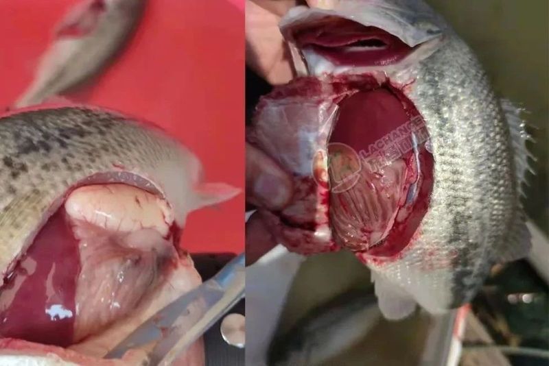 詳細閱讀:給我推薦一些對特定魚種安全的中成藥,——中成藥對水產(chǎn)養(yǎng)殖中草藥安全有效 給我推薦一些對特定魚種安全的中成藥,——中成藥對水產(chǎn)養(yǎng)殖中草藥安全有效