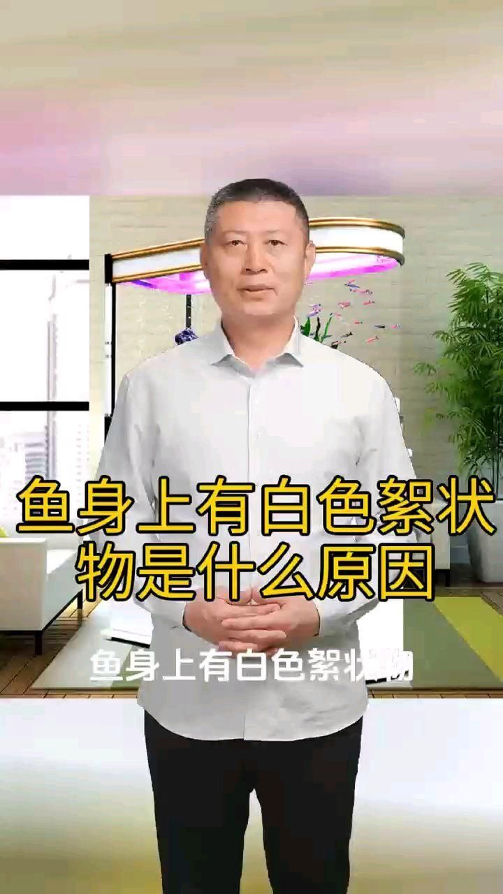 龍魚鰓蓋白色絮狀物會復發嗎，龍魚身上有白色絮狀物是什么原因 龍魚鰓蓋白色絮狀物會復發嗎，龍魚身上有白色絮狀物是什么原因 龍魚百科 第2張