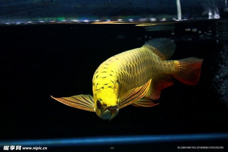 龍魚專賣店哪家口碑最好？，龍魚專賣店哪家口碑最好