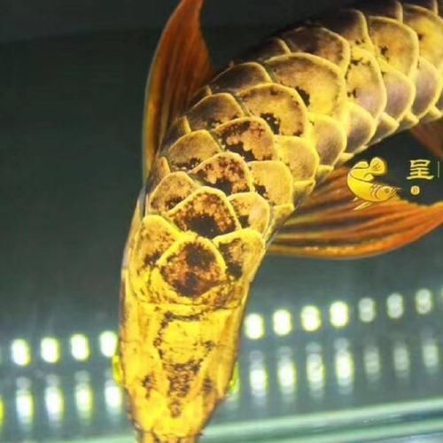龍魚專賣店哪家口碑最好？，龍魚專賣店哪家口碑最好