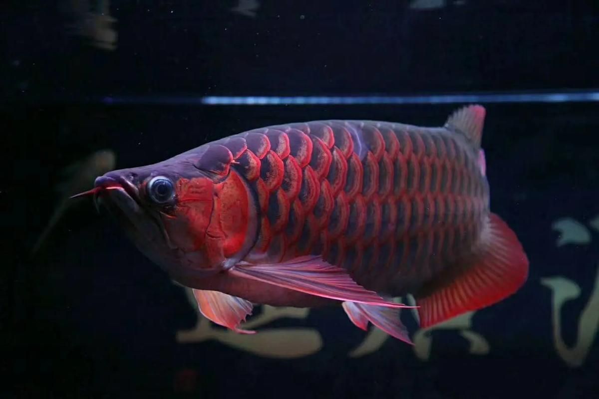 推薦幾個知名的紅龍魚品牌，紅龍魚品牌有哪些