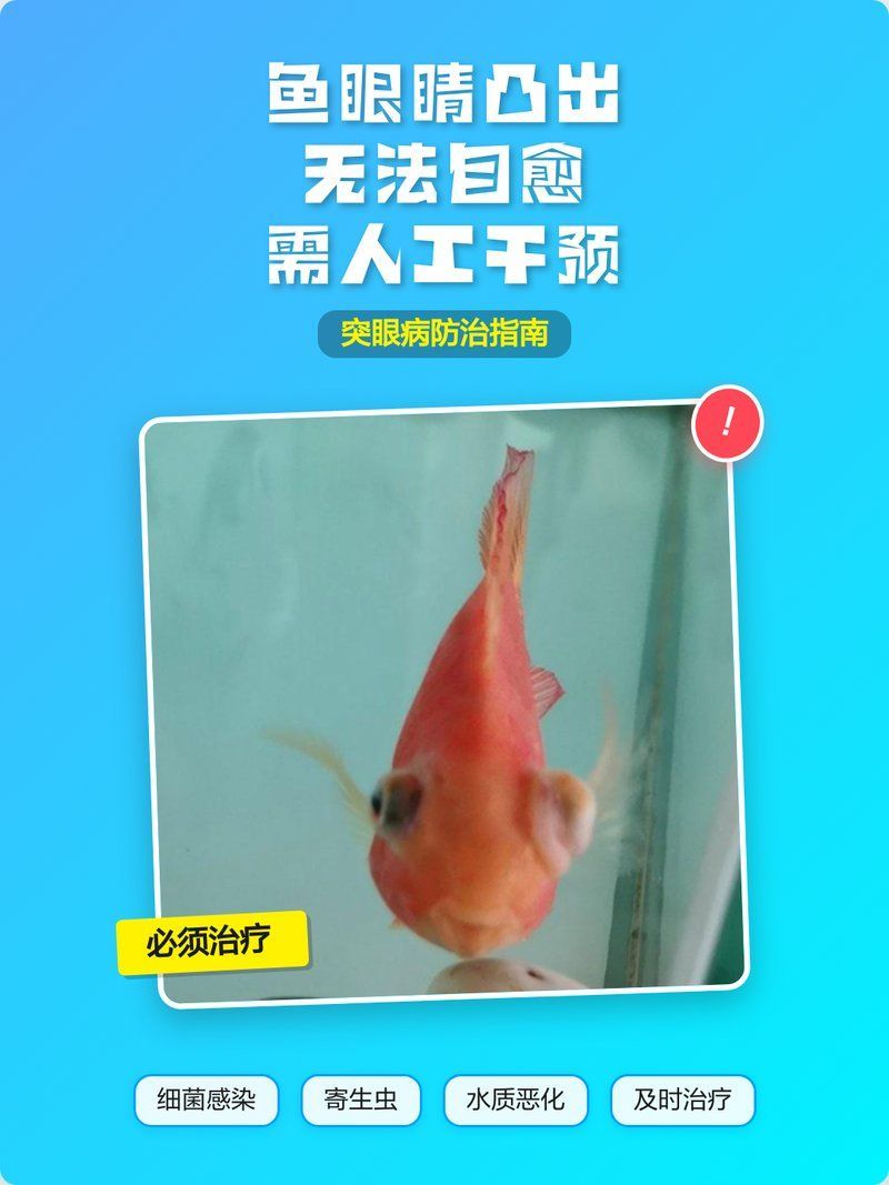 龍魚眼睛凸出可以怎么治療，魚趣暹羅斗魚，龍魚眼睛凸出會自愈嗎？ 龍魚眼睛凸出可以怎么治療，魚趣暹羅斗魚，龍魚眼睛凸出會自愈嗎？ 龍魚百科 第2張
