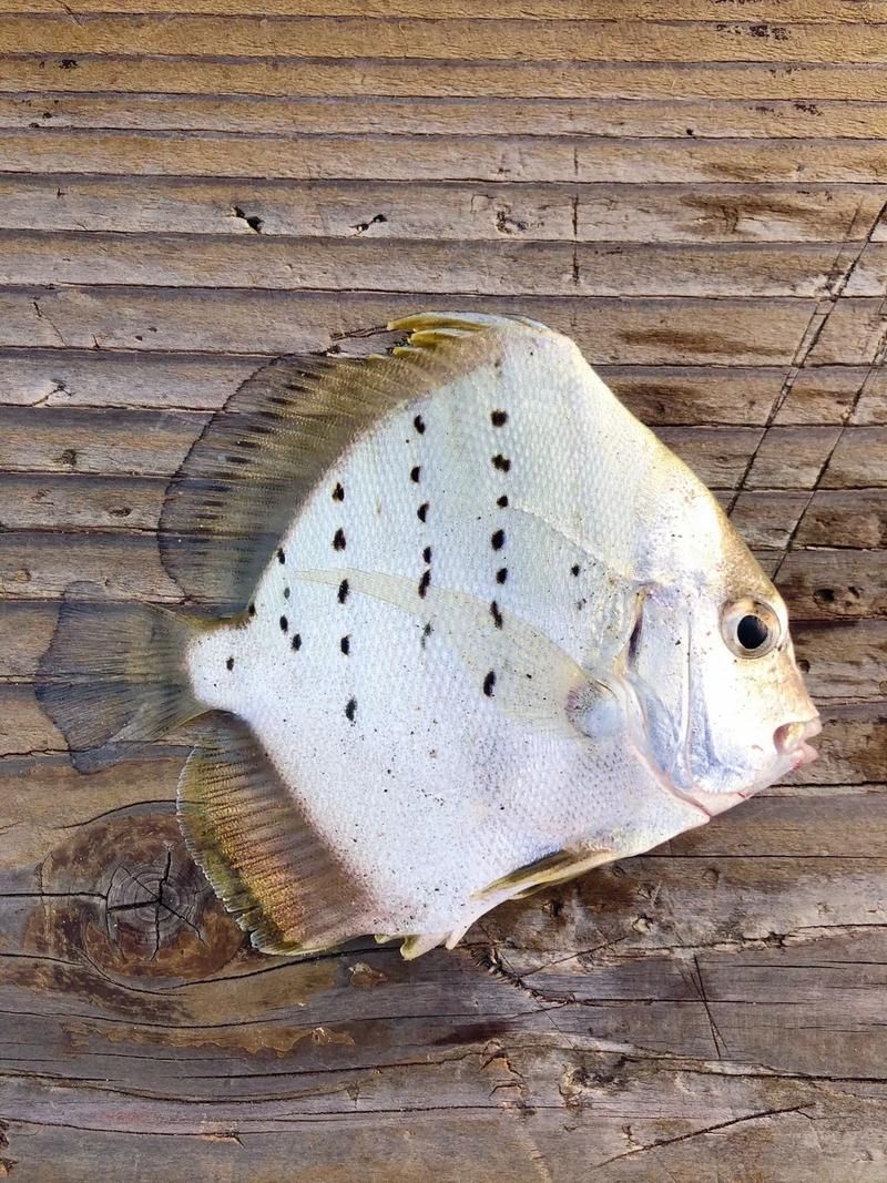 詳細閱讀:50厘米一條的魚有哪些品種 50厘米一條的魚有哪些品種