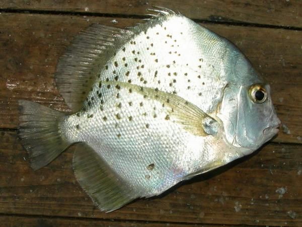 詳細閱讀:50厘米一條的魚有哪些品種 50厘米一條的魚有哪些品種