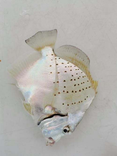 50厘米一條的魚有哪些品種