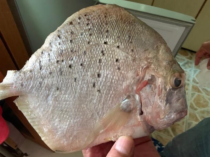 50厘米一條的魚有哪些品種