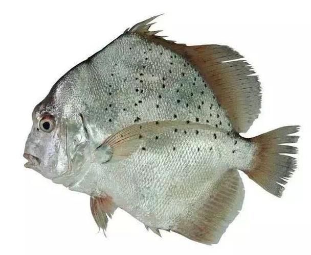 50厘米一條的魚有哪些品種