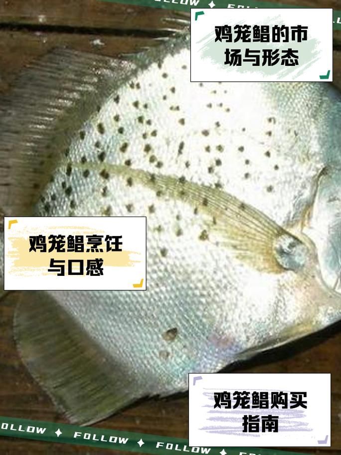 詳細閱讀:50厘米一條的魚有哪些品種 50厘米一條的魚有哪些品種