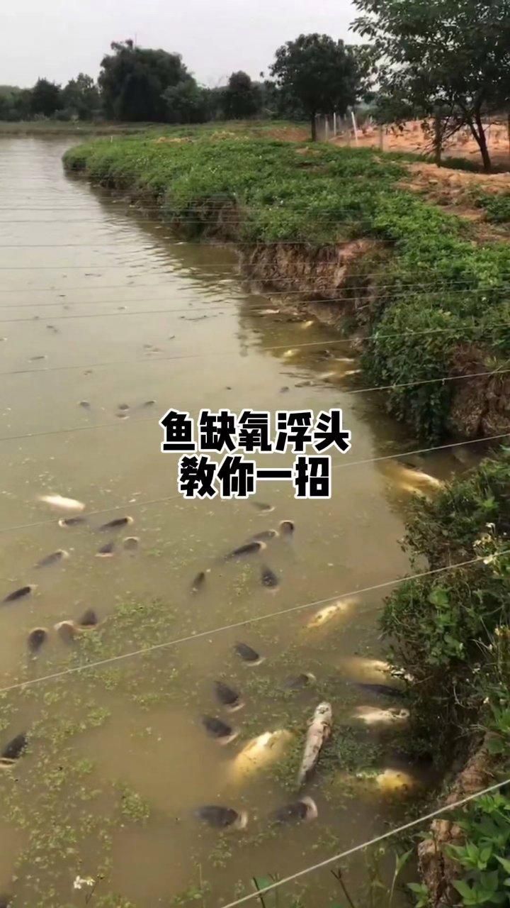 魚塘魚浮頭怎么解決，魚塘魚浮頭一招急救全民小視頻一招急救+減耗穩(wěn)水 魚塘魚浮頭怎么解決，魚塘魚浮頭一招急救全民小視頻一招急救+減耗穩(wěn)水 龍魚百科 第2張