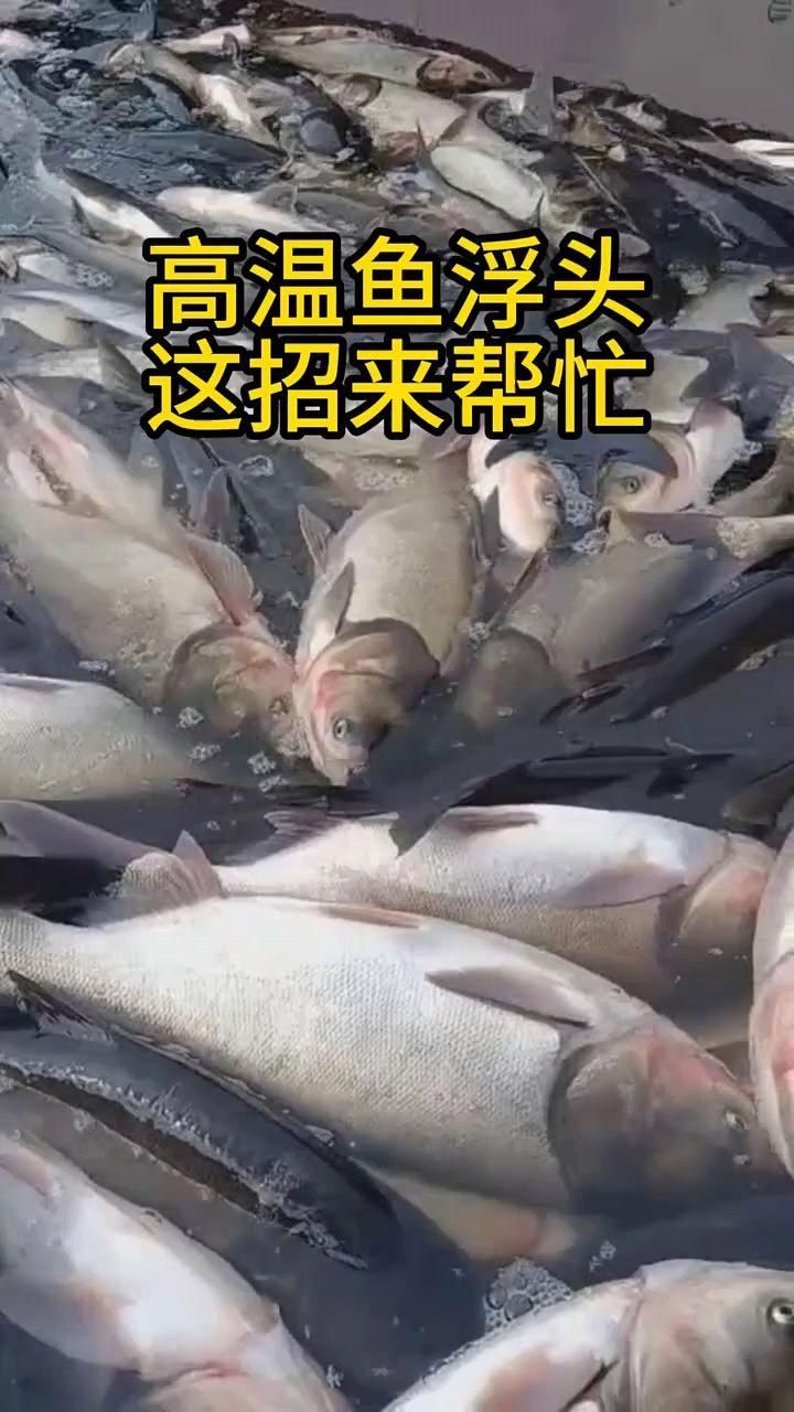 詳細閱讀:魚塘魚浮頭怎么解決,魚塘魚浮頭一招急救全民小視頻一招急救+減耗穩(wěn)水 魚塘魚浮頭怎么解決,魚塘魚浮頭一招急救全民小視頻一招急救+減耗穩(wěn)水