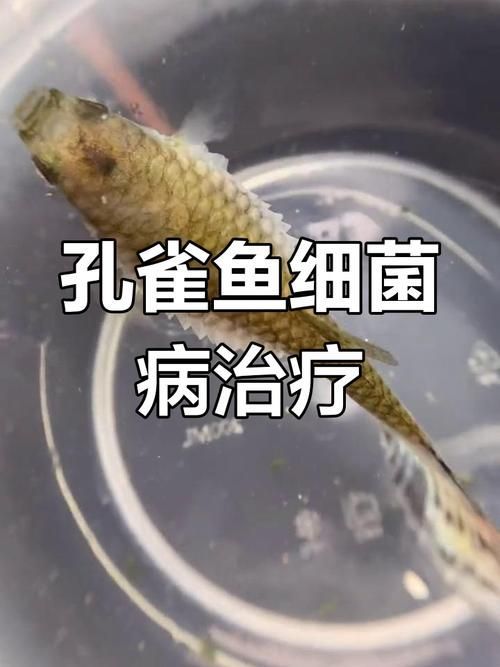 魚真菌病多久能治愈