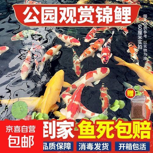 觀賞魚價格表大全，氛小達人香氛小達人香氛小達人觀賞魚價格表大全